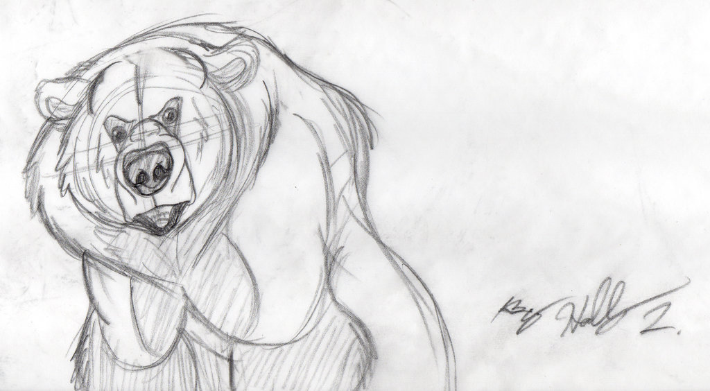 1024x564 Brown Bear Sketch By Hawaiifan - Brown Bear Sketch