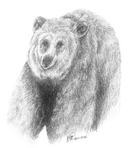 263x300 Brown Bear Study Drawing By Meagan Visser - Brown Bear Sketch