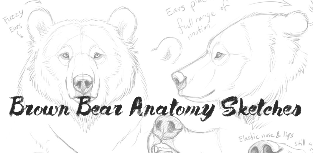 1062x520 Brown Bear Anatomy Sketches By Bear Hybrid - Brown Bear Sketch