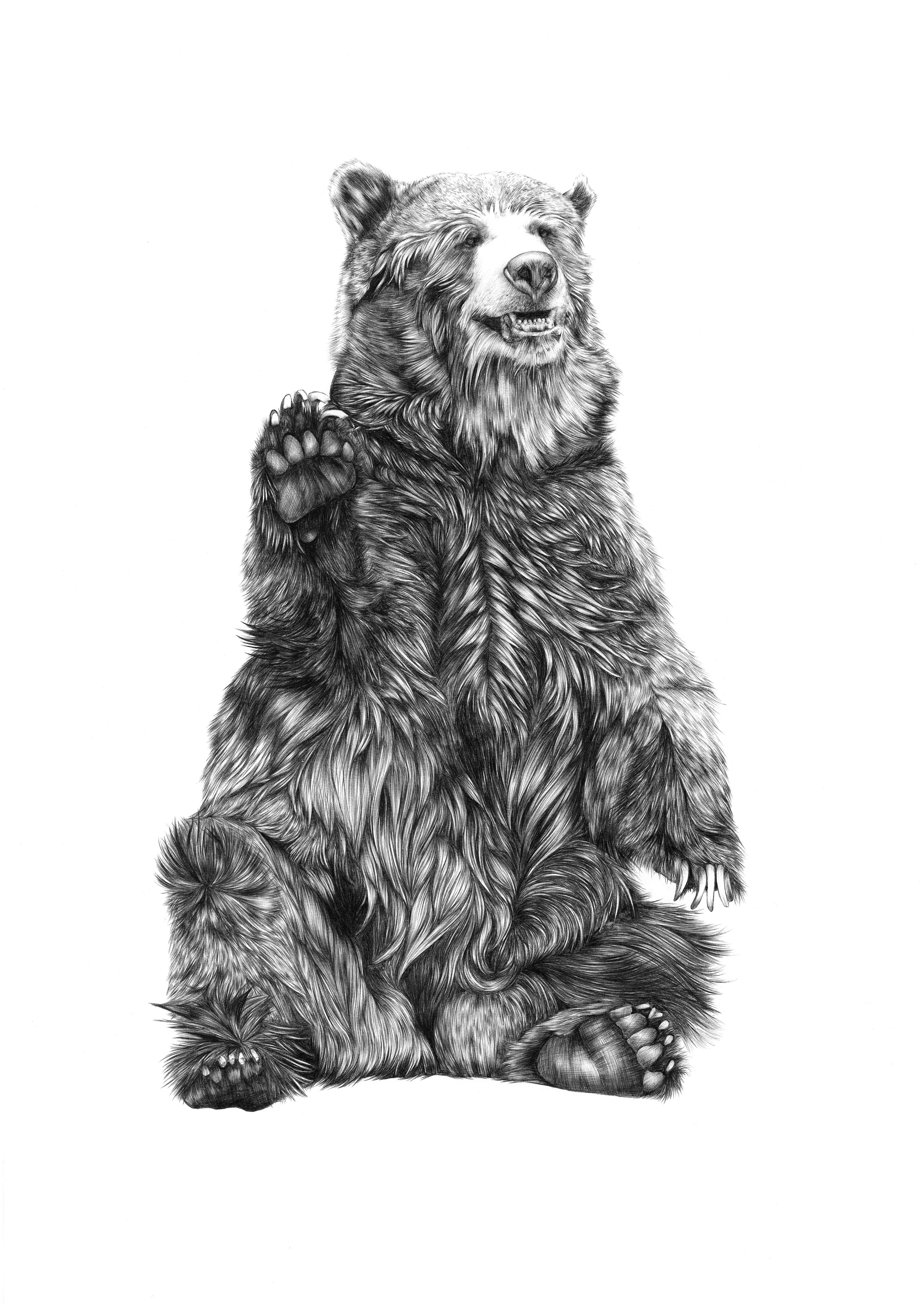 Brown Bear Sketch at Explore collection of Brown