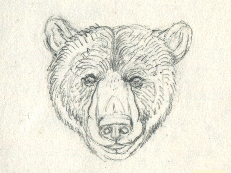 Brown Bear Sketch at PaintingValley.com | Explore collection of Brown ...