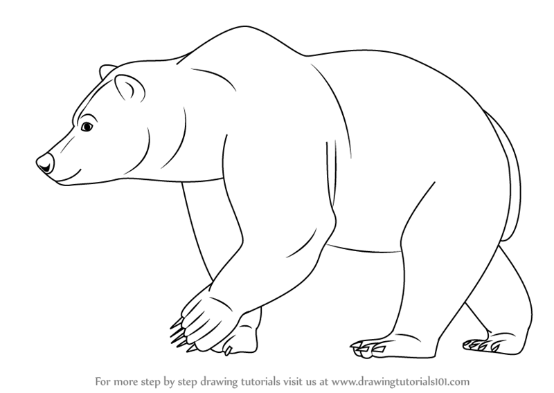 800x568 Learn How To Draw A Brown Bear (Wild Animals) Step By Step - Brown Bear Sketch