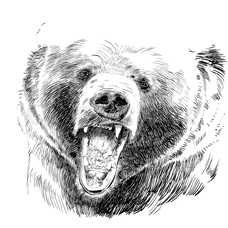 800x800 Roaring Bear. Bear Head. Wild Bear. Brown Bear Head. Green Life - Brown Bear Sketch