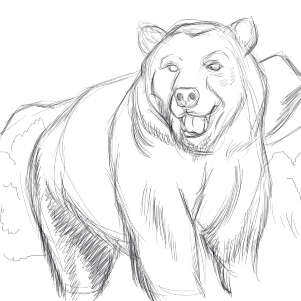 1024x1024 Sketching Brown Bears Bear Sketch By Cookx5453 - Brown Bear Sketch