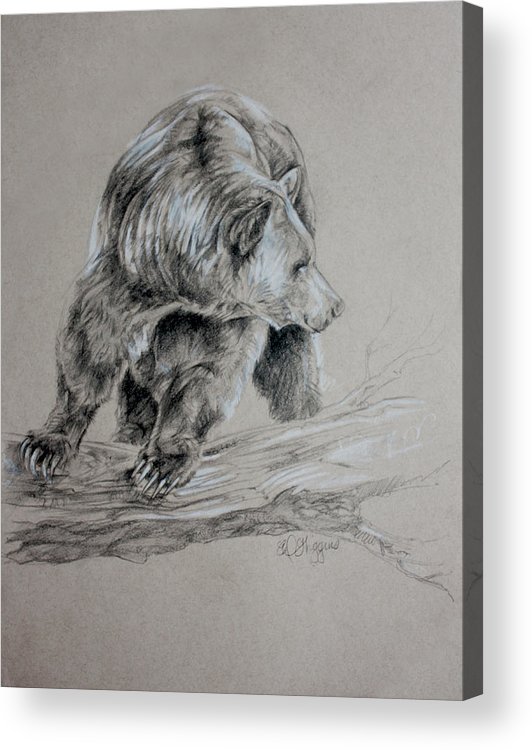 532x750 Brown Bear Acrylic Print By Derrick Higgins - Brown Bear Sketch