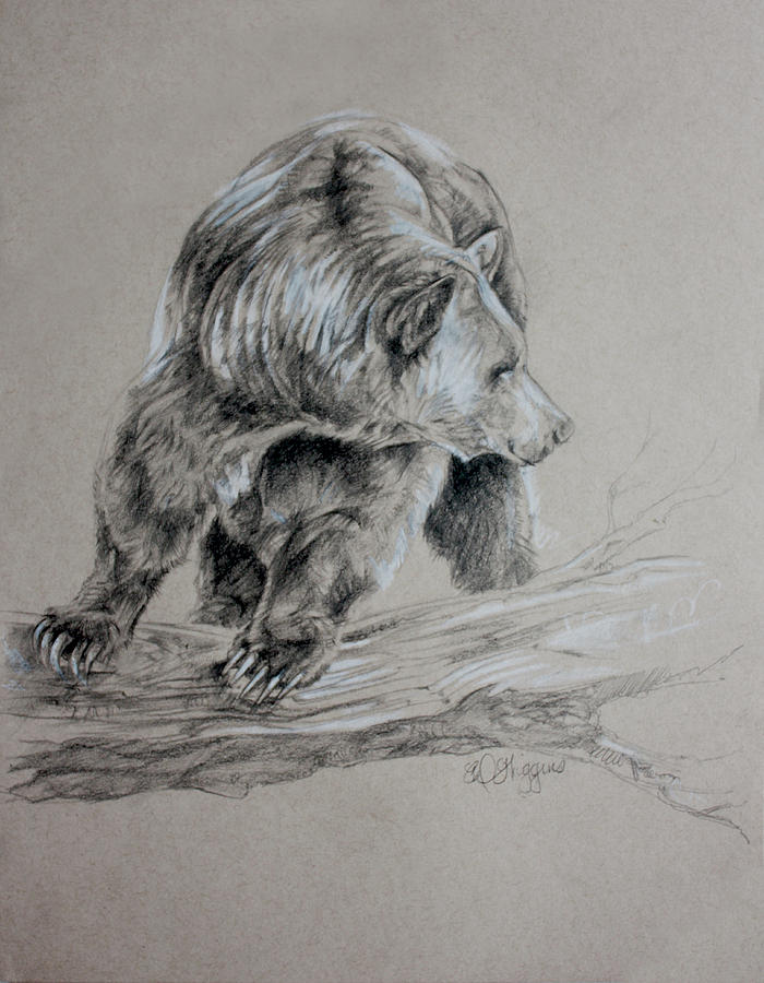 700x900 Brown Bear Drawing By Derrick Higgins - Brown Bear Sketch