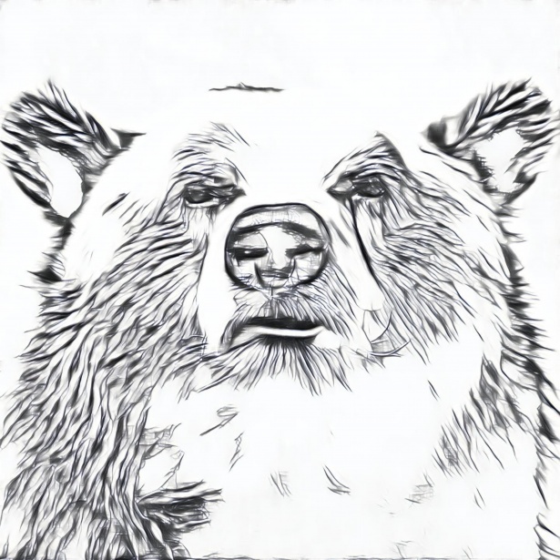 615x615 Brown Bear Free Stock Photo - Brown Bear Sketch