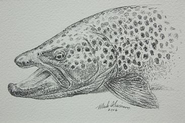 366x244 Brown Trout - Brown Trout Sketch