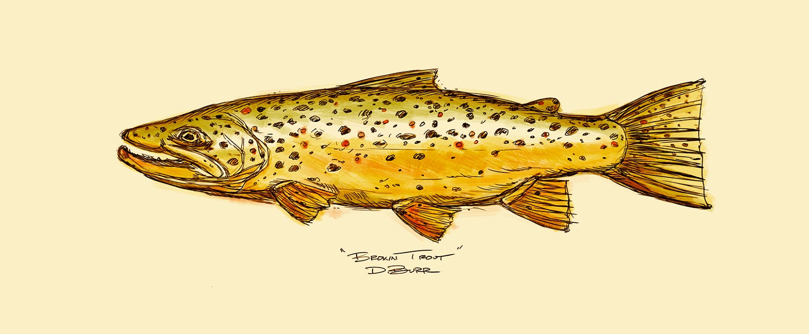 1600x661 Dan Burr Illustrator Sketch Of Brown Trout - Brown Trout Sketch