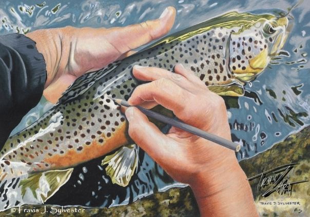 604x424 Drawn In Colored Pencil Drawing Of A Brown Trout By Travis J - Brown Trout Sketch