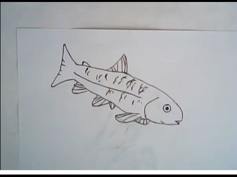 480x360 How To Draw A Brown Trout (Simple Drawing) - Brown Trout Sketch