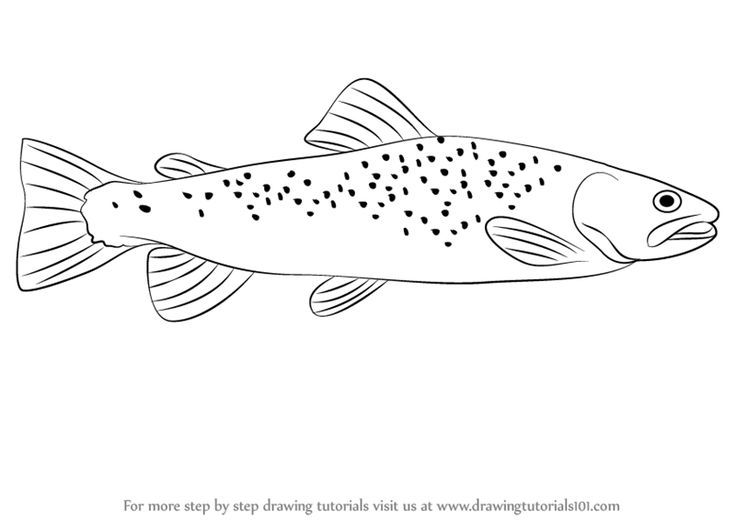736x521 Learn How To Draw A Brown Trout (Fishes) Step By Step Drawing - Brown Trout Sketch