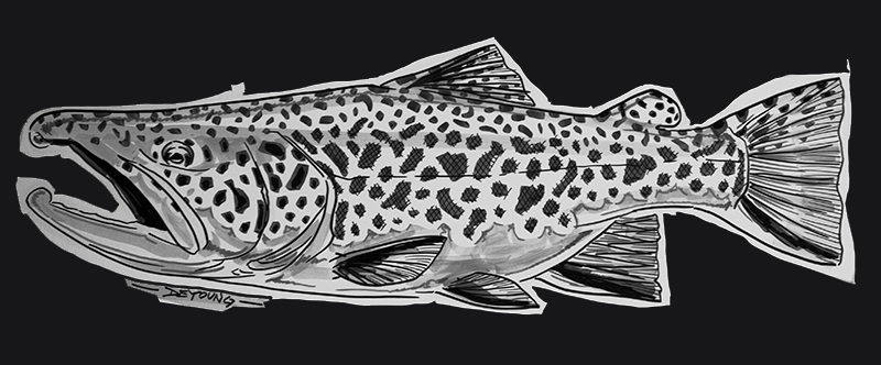 800x332 Monster Brown Sketch - Brown Trout Sketch