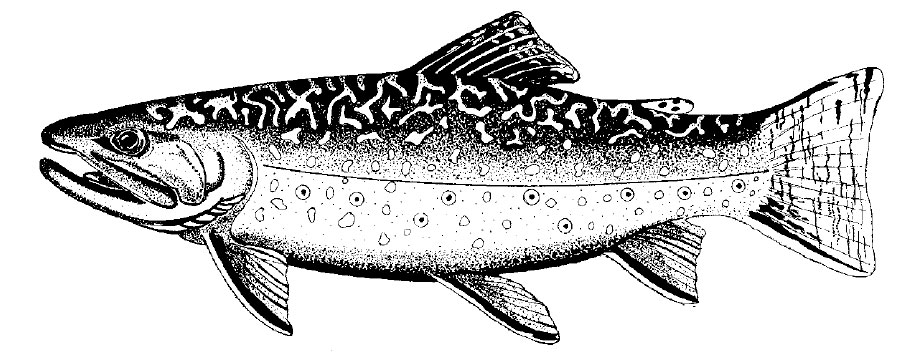911x353 New Mexico Game Fish - Brown Trout Sketch