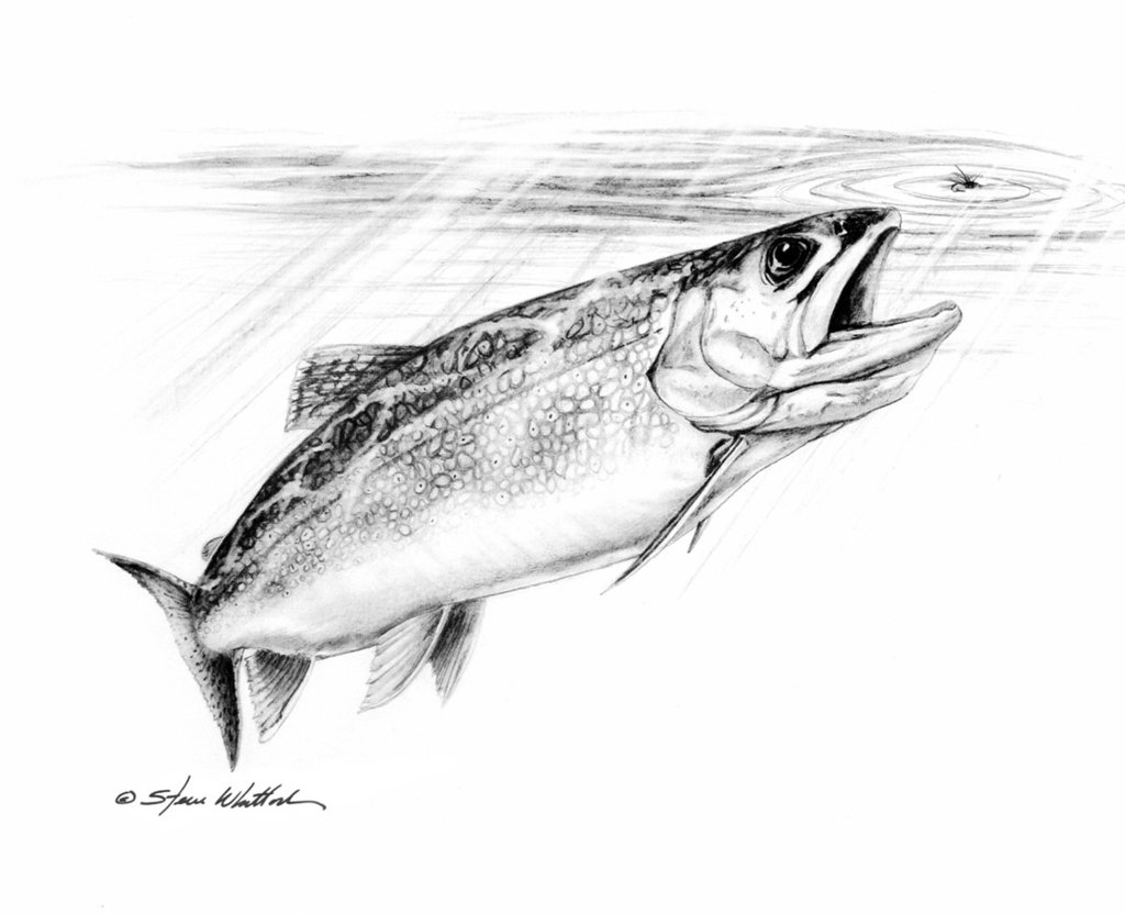 1024x832 Pencil Art Brown Trout Steve Whitlock Game Fish Art Steve - Brown Trout Sketch