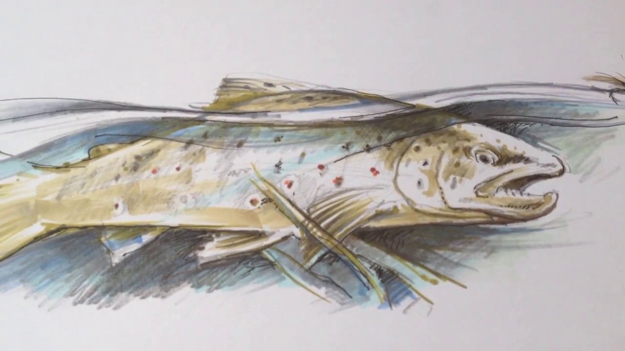 1280x720 Sketch Of Brown Trout - Brown Trout Sketch