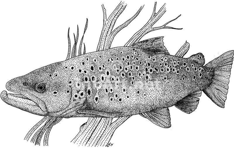 800x510 Wildlife Art Freshwater Sports Fish - Brown Trout Sketch