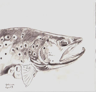 Brown Trout Sketch at PaintingValley.com | Explore collection of Brown ...