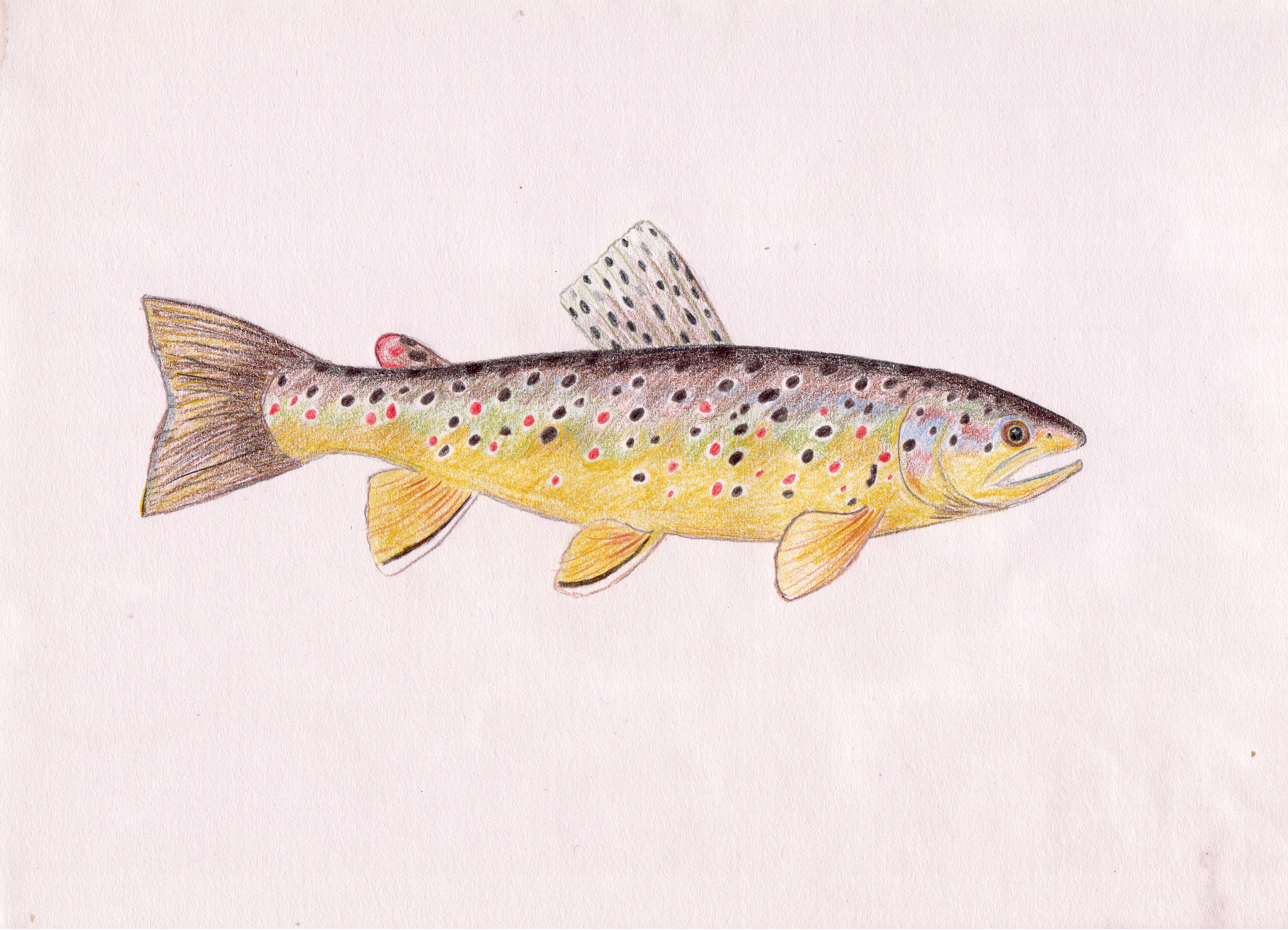 3484x2516 Drawing Unquenchable Curiosity - Brown Trout Sketch