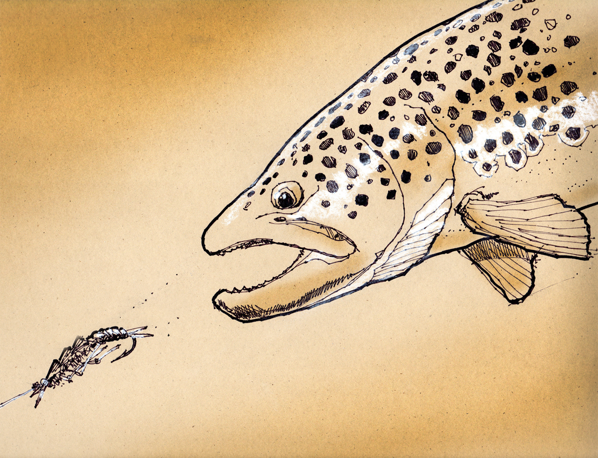 1200x920 Drawing Flies 365 Dfampf 52 2 Brown Trout And Stone Fly - Brown Trout Sketch