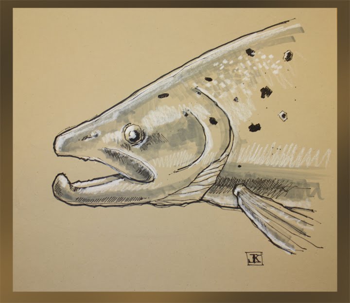 720x623 Drawing Flies 365 Drawing Fish 52 5 Sea Run Brown Trout - Brown Trout Sketch