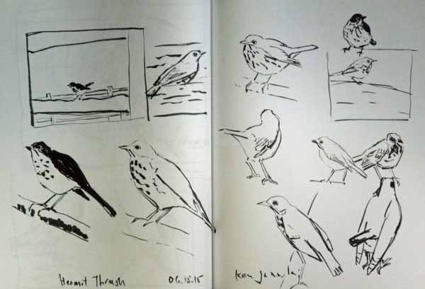 600x408 Art, Birds, Nature Some More Sumi Brush Pen Sketches - Brush Pen Sketch