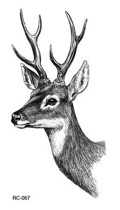 236x413 Deer Head By On @ Tats - Buck Head Sketch