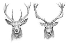 236x157 Deer Drawing Deer Drawing In 2018 Drawings, Art - Buck Head Sketch