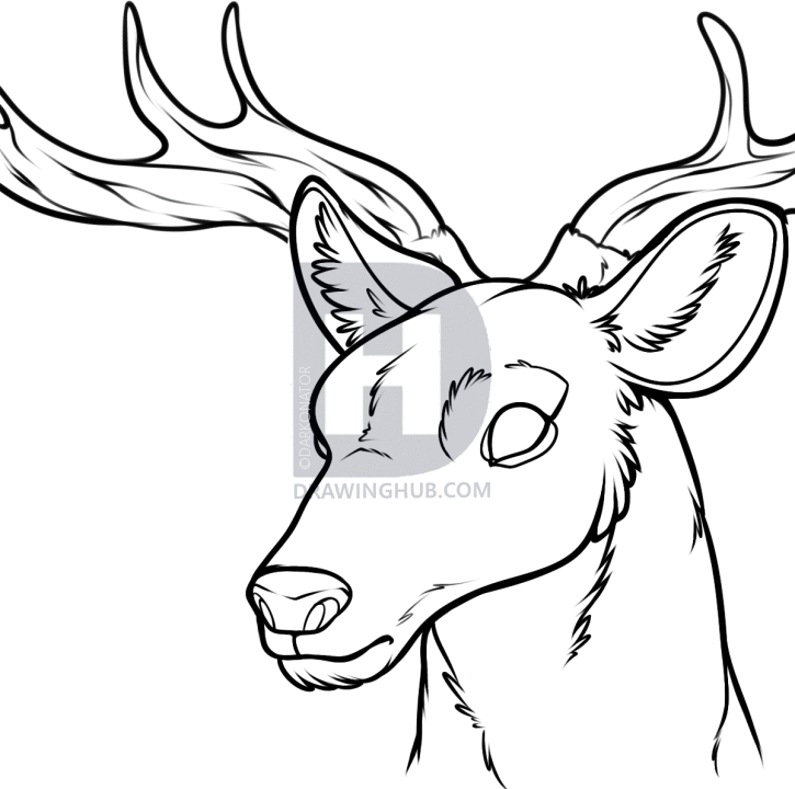 725x720 How To Draw A Deer Head, Step By Step, Drawing Guide, By - Buck Head Sketch