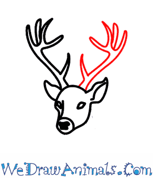 300x350 How To Draw A Deer - Buck Head Sketch