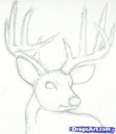 236x273 How To Draw A Deer Head, Buck, Dear Head, Step By Step, Realistic - Buck Head Sketch