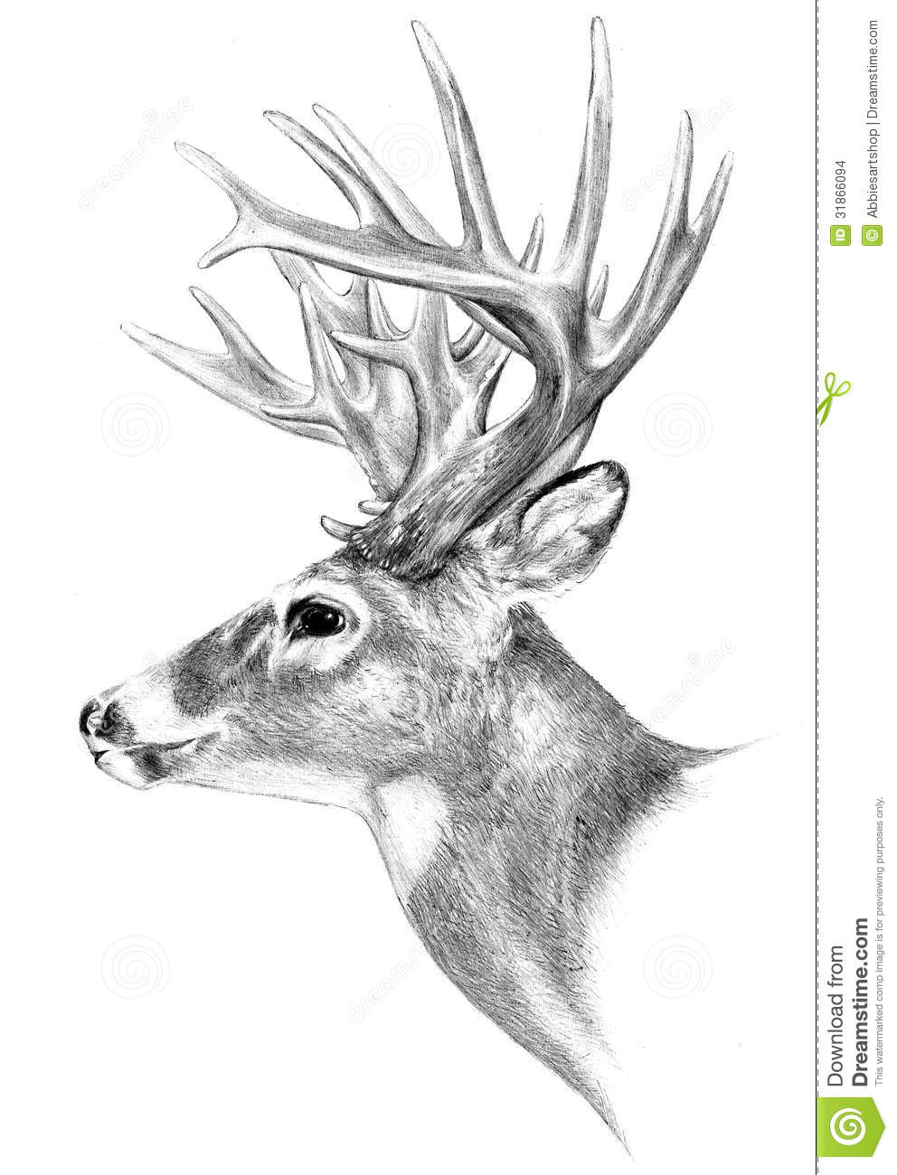 992x1300 Sketch Of A Deer Head Drawing Of A Buck How To Draw A Deer Head - Buck Head Sketch