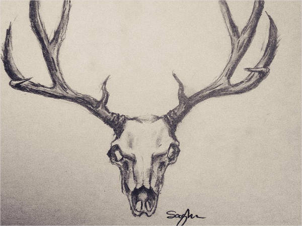 600x450 Deer Drawings - Buck Head Sketch