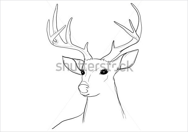 600x423 Deer Drawings - Buck Head Sketch