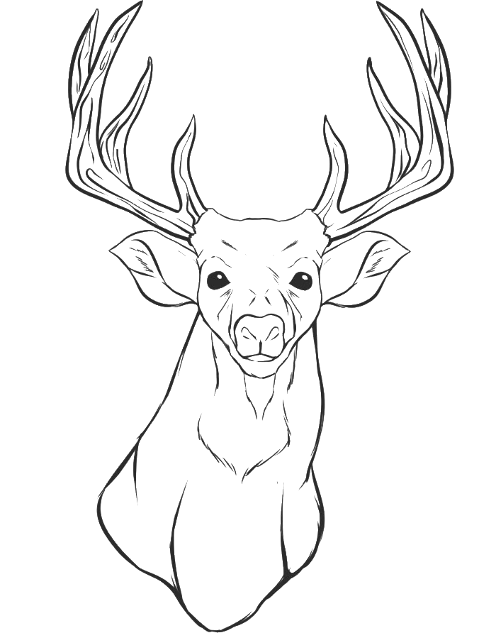 700x892 Collection Of Free Buck Drawing Sketch. Download On Ubisafe - Buck Head Sketch