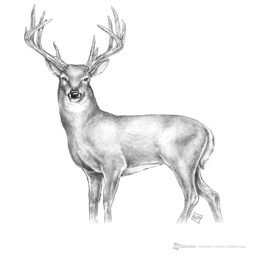 Buck Head Sketch at PaintingValley.com | Explore collection of Buck ...