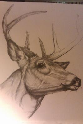 267x400 Buck Sketch - Buck Sketch
