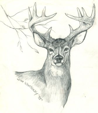 335x384 Pencil Sketch Buck - Buck Sketch