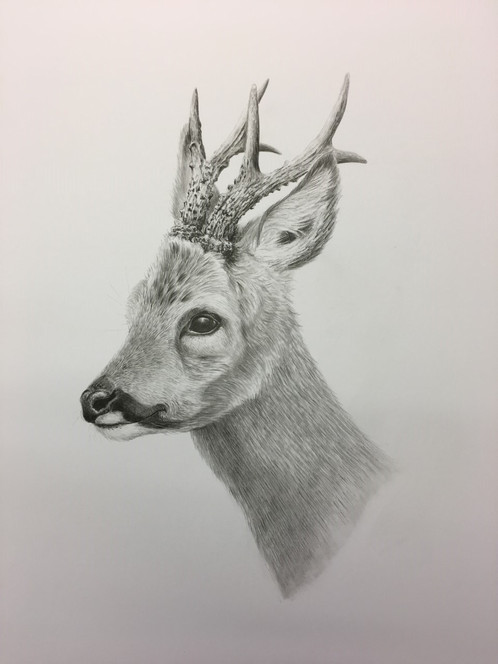 498x664 Roe Buck Pencil Drawing - Buck Sketch