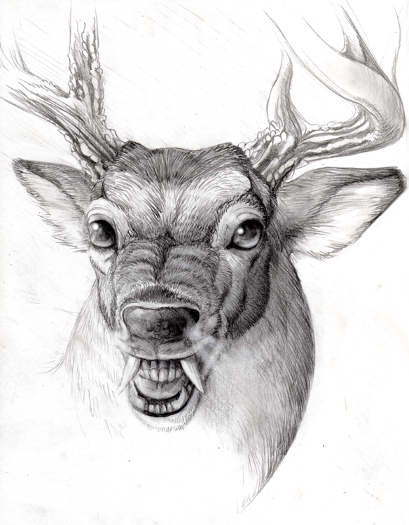 584x750 Swamp Buck By Hibbary - Buck Sketch
