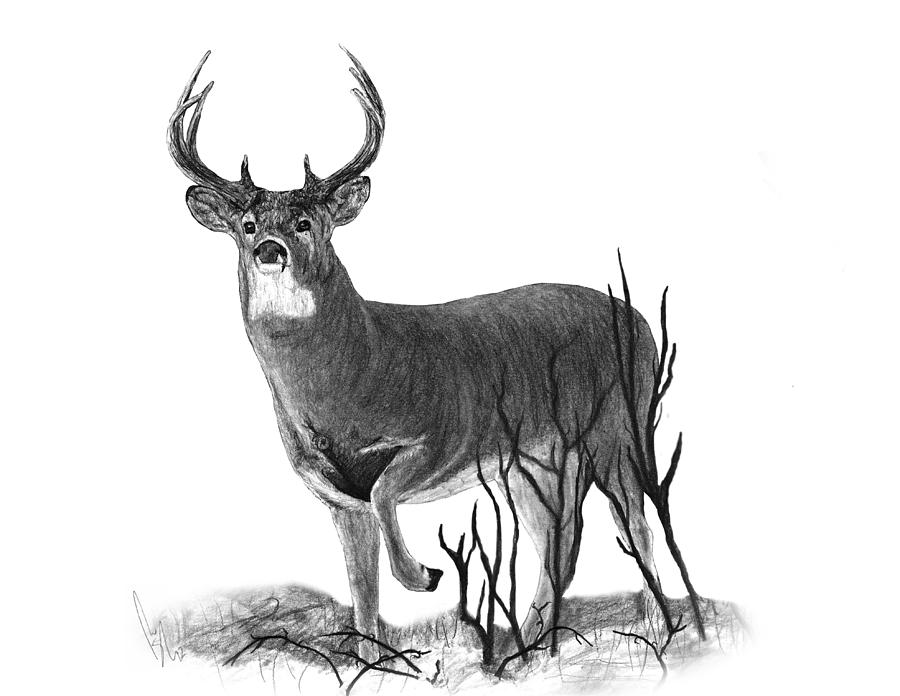 900x696 The Buck Drawing By Bobby Shaw - Buck Sketch