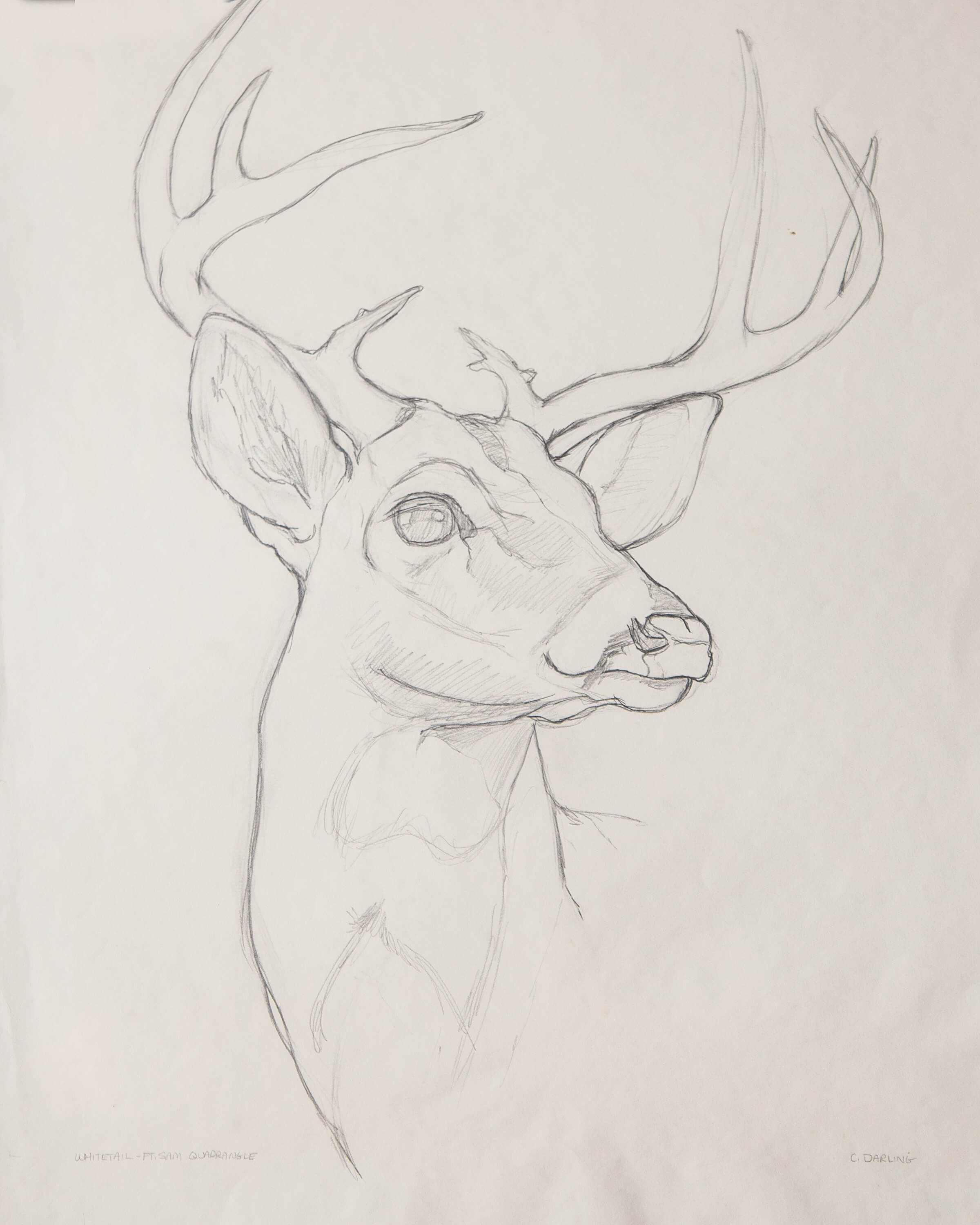 2400x3000 White Tailed Buck - Buck Sketch