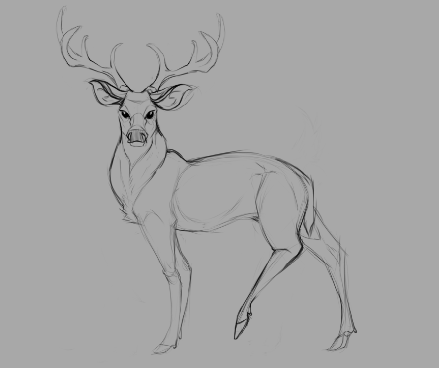 885x743 White Tailed Deer Buck Sketch. Wild Art, Drawings - Buck Sketch