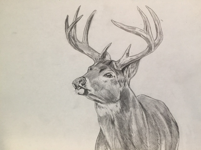 640x480 Buck Sketch 4 By Noahstormcrow - Buck Sketch