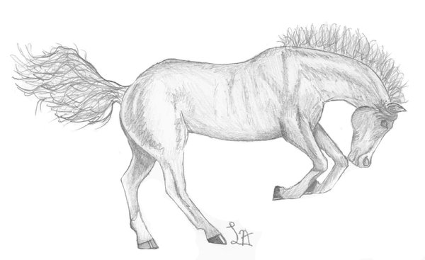 600x367 Bucking Horse Sketch By Ladyano - Bucking Horse Sketch