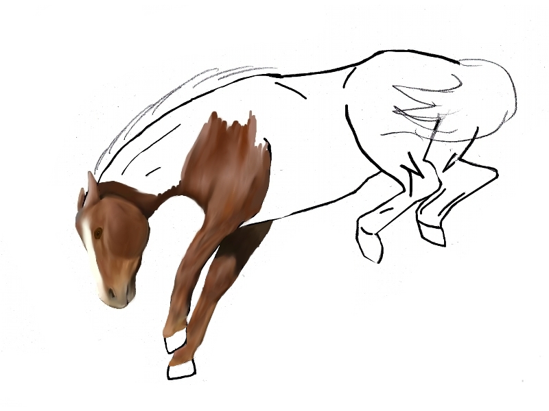 800x600 Bucking Horse Wip 2 By Peachesrox - Bucking Horse Sketch