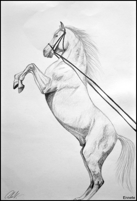 466x684 Drawing Bucking White Horse By Ennete - Bucking Horse Sketch
