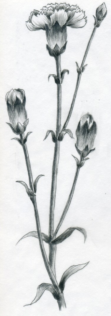 376x1071 How To Draw Carnation - Bud Sketch