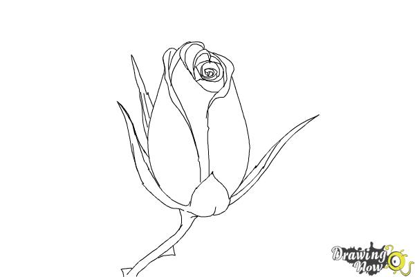 600x400 How To Draw A Rose Bud - Bud Sketch