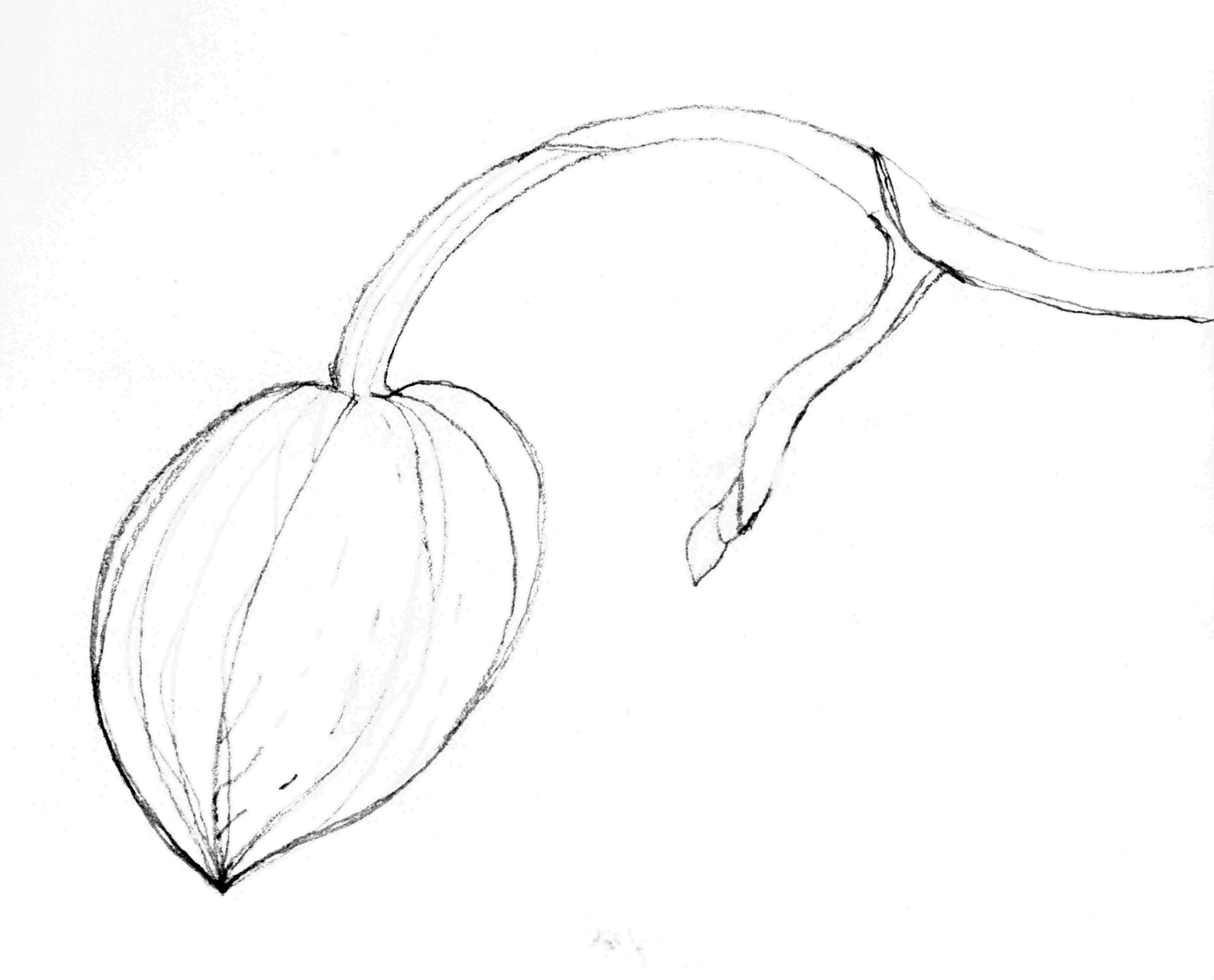 7548x6096 Phalaenopsis Buds Pencil Sketch - Bud Sketch